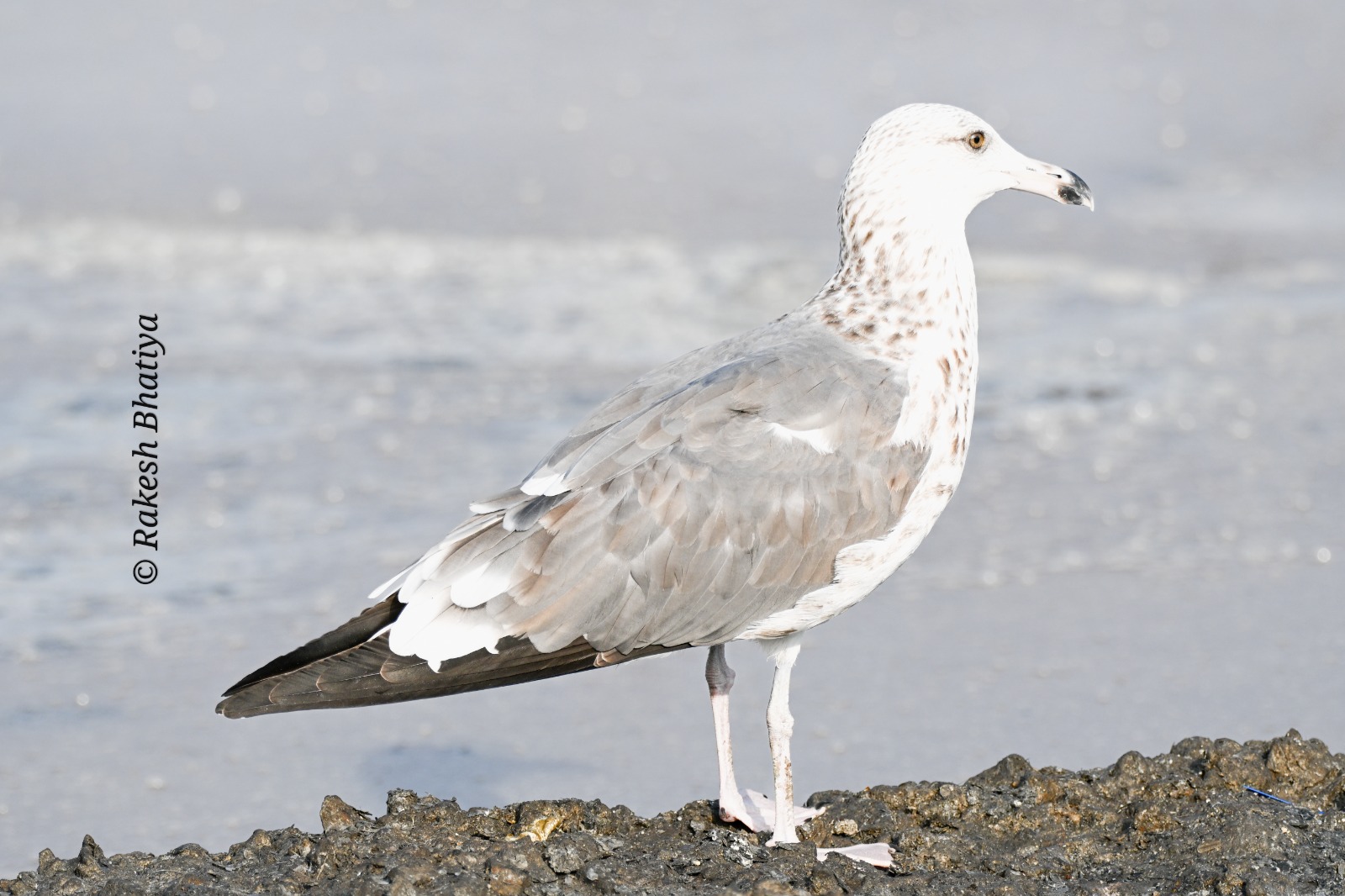 Heuglin's Gull 
